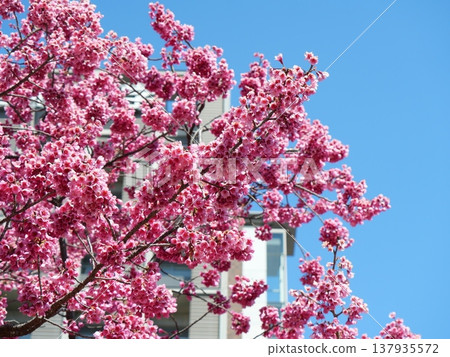 The Hikan cherry blossoms herald the arrival of spring. The Hikan cherry blossoms herald the arrival of spring. 137935572