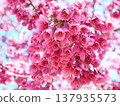 The Hikan cherry blossoms herald the arrival of spring. 137935573
