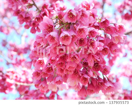 The Hikan cherry blossoms herald the arrival of spring. 137935573