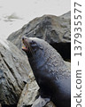 紐西蘭毛皮海豹 137935577