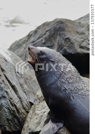 New Zealand Fur Seal 137935577