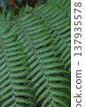 羊齒草 植物 植物學 137935578