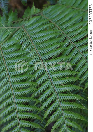 羊齒草 植物 植物學 137935578