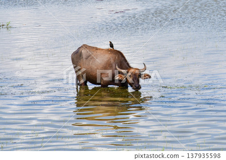 Thai Water Buffalo Grazing in Thale Noi Wetland, Phatthalung Thai Water Buffalo Grazing in Thale Noi Wetland, Phatthalung 137935598
