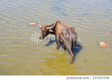 Thai Water Buffalo Grazing in Thale Noi Wetland, Phatthalung Thai Water Buffalo Grazing in Thale Noi Wetland, Phatthalung 137935599