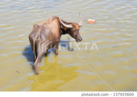 Thai Water Buffalo Grazing in Thale Noi Wetland, Phatthalung Thai Water Buffalo Grazing in Thale Noi Wetland, Phatthalung 137935600