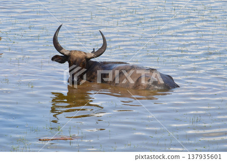 Thai Water Buffalo Grazing in Thale Noi Wetland, Phatthalung Thai Water Buffalo Grazing in Thale Noi Wetland, Phatthalung 137935601