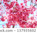 Cherry blossoms in full bloom shining in the spring sunshine 137935602