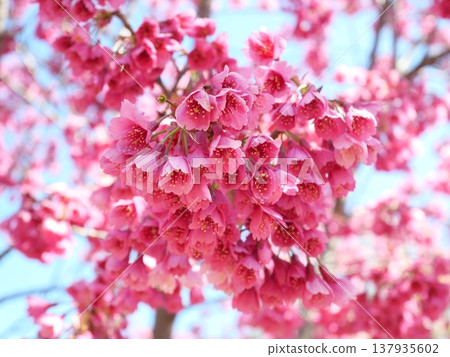 Cherry blossoms in full bloom shining in the spring sunshine 137935602