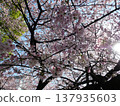 Scenery with cherry blossoms 137935603