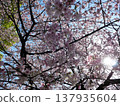 Cherry blossoms in full bloom shining in the spring sunshine 137935604