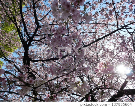 Cherry blossoms in full bloom shining in the spring sunshine 137935604