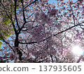 Cherry blossoms in full bloom shining in the spring sunshine 137935605