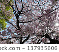 Cherry blossoms in full bloom shining in the spring sunshine 137935606