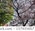 Cherry blossoms in full bloom shining in the spring sunshine 137935607