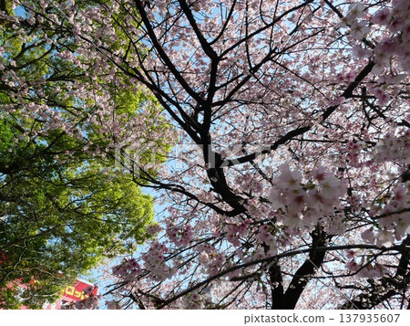 Cherry blossoms in full bloom shining in the spring sunshine 137935607