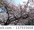 Cherry blossoms in full bloom shining in the spring sunshine 137935608