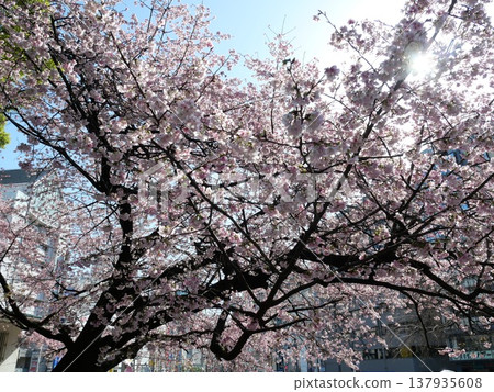 Cherry blossoms in full bloom shining in the spring sunshine 137935608