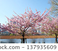 Cherry blossoms in full bloom shining in the spring sunshine 137935609