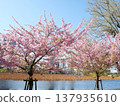Cherry blossoms in full bloom shining in the spring sunshine 137935610