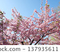 Cherry blossoms in full bloom shining in the spring sunshine 137935611