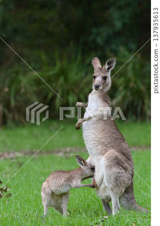 Kangaroo - Eastern Grey Kangaroo 137935613