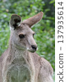 袋鼠 - 東部灰袋鼠 137935614
