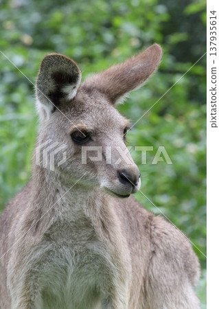 袋鼠 - 東部灰袋鼠 137935614