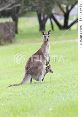 袋鼠 - 東部灰袋鼠 137935615
