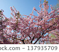 Cherry blossoms in full bloom shining in the spring sunshine 137935709
