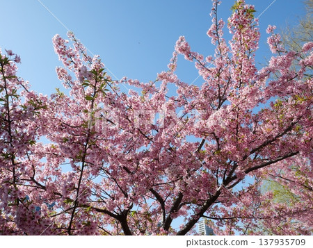 Cherry blossoms in full bloom shining in the spring sunshine 137935709