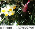 White flowers of Bunch-flowered daffodils blooming in winter flower beds 137935796