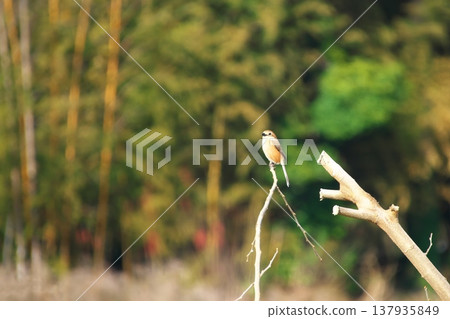 生活在鄉村的一種野生鳥類：伯勞 137935849