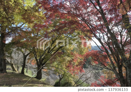 Autumn forest, where trees change color. Autumn forest, where trees change color. 137936133