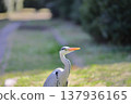 Gray heron walking on the river 137936165