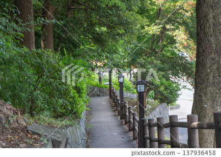 Ueno Park and Shinobazu Pond Ueno Park and Shinobazu Pond 137936458