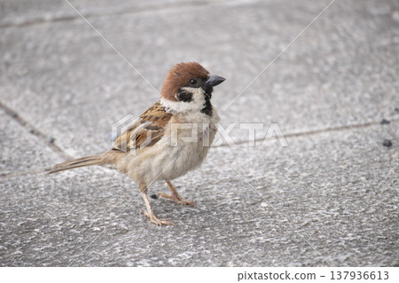 Sparrow Sparrow 137936613