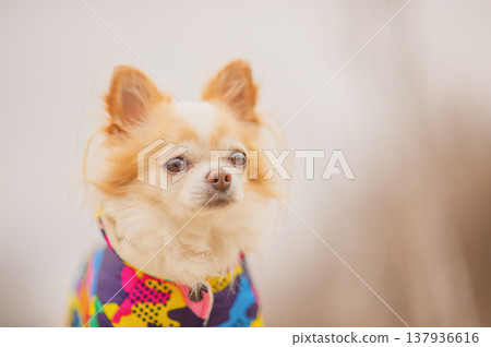 White Chihuahua dog in a bright jacket on a blurred background. Pet, dog. White Chihuahua dog in a bright jacket on a blurred background. Pet, dog. 137936616