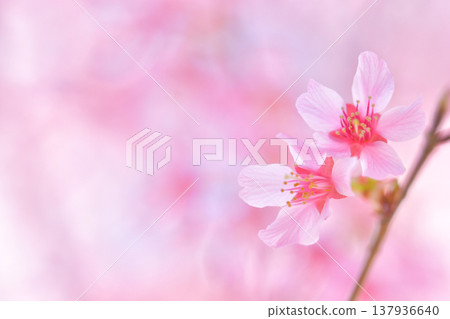 蓬鬆的櫻花 蓬鬆的櫻花 137936640