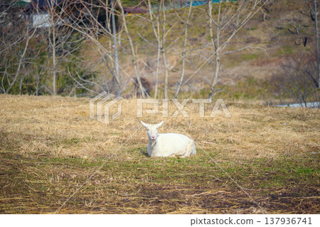 A goat smiling at the camera [Nagano Prefecture] 137936741
