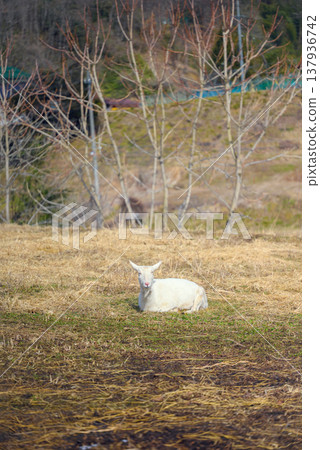 一隻山羊對著鏡頭微笑 [長野縣] 137936742