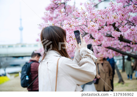 Women taking photos of cherry blossoms 137936902