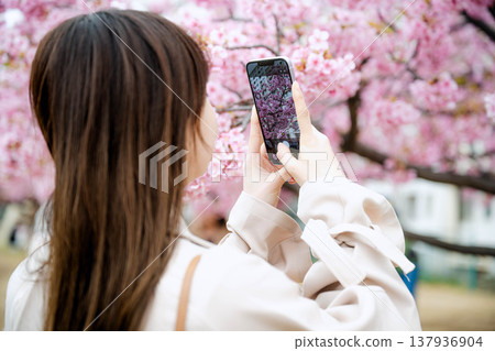 婦女拍照的櫻花 137936904