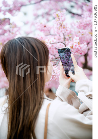 婦女拍照的櫻花 婦女拍照的櫻花 137936905