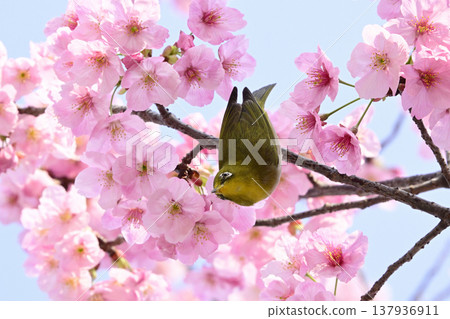 Cherry blossoms in full bloom and Japanese white-eyes Cherry blossoms in full bloom and Japanese white-eyes 137936911