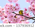 Cherry blossoms in full bloom and Japanese white-eyes 137936912