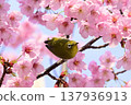 Cherry blossoms in full bloom and Japanese white-eyes 137936913