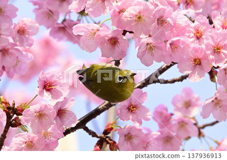 櫻花盛開,日本繡眼鳥 櫻花盛開,日本繡眼鳥 137936913