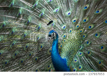 Peacock Peacock 137937053