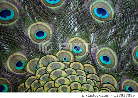 Peacock feathers Peacock feathers 137937099